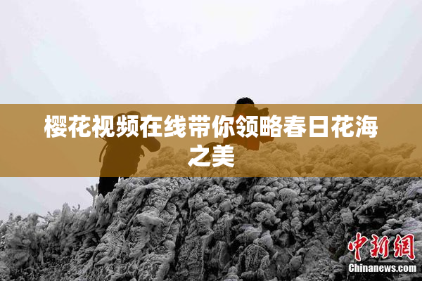樱花视频在线带你领略春日花海之美