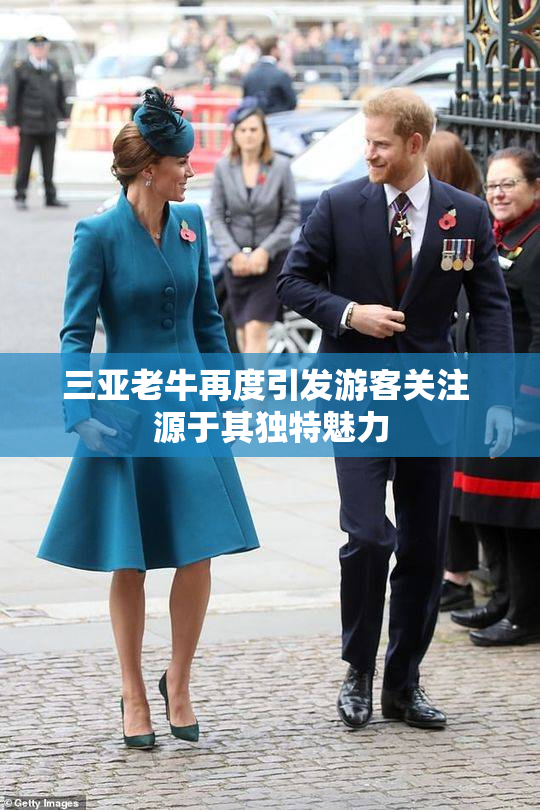 三亚老牛再度引发游客关注 源于其独特魅力