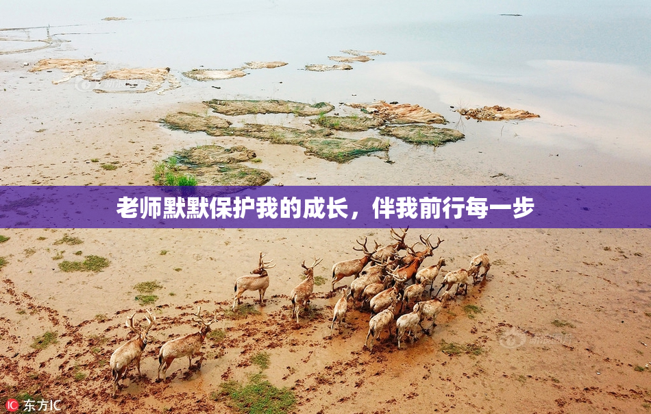 老师默默保护我的成长，伴我前行每一步