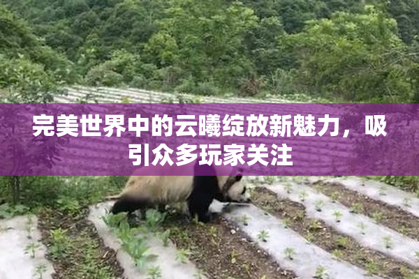完美世界中的云曦绽放新魅力，吸引众多玩家关注
