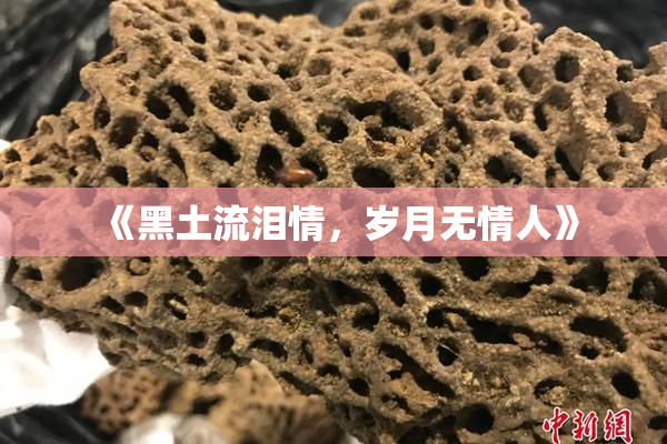 《黑土流泪情，岁月无情人》