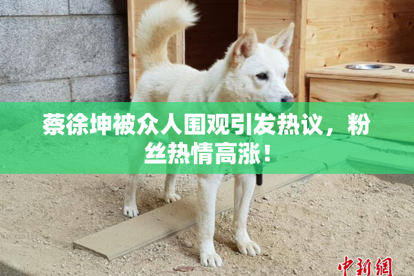 蔡徐坤被众人围观引发热议，粉丝热情高涨！