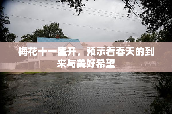 梅花十一盛开，预示着春天的到来与美好希望