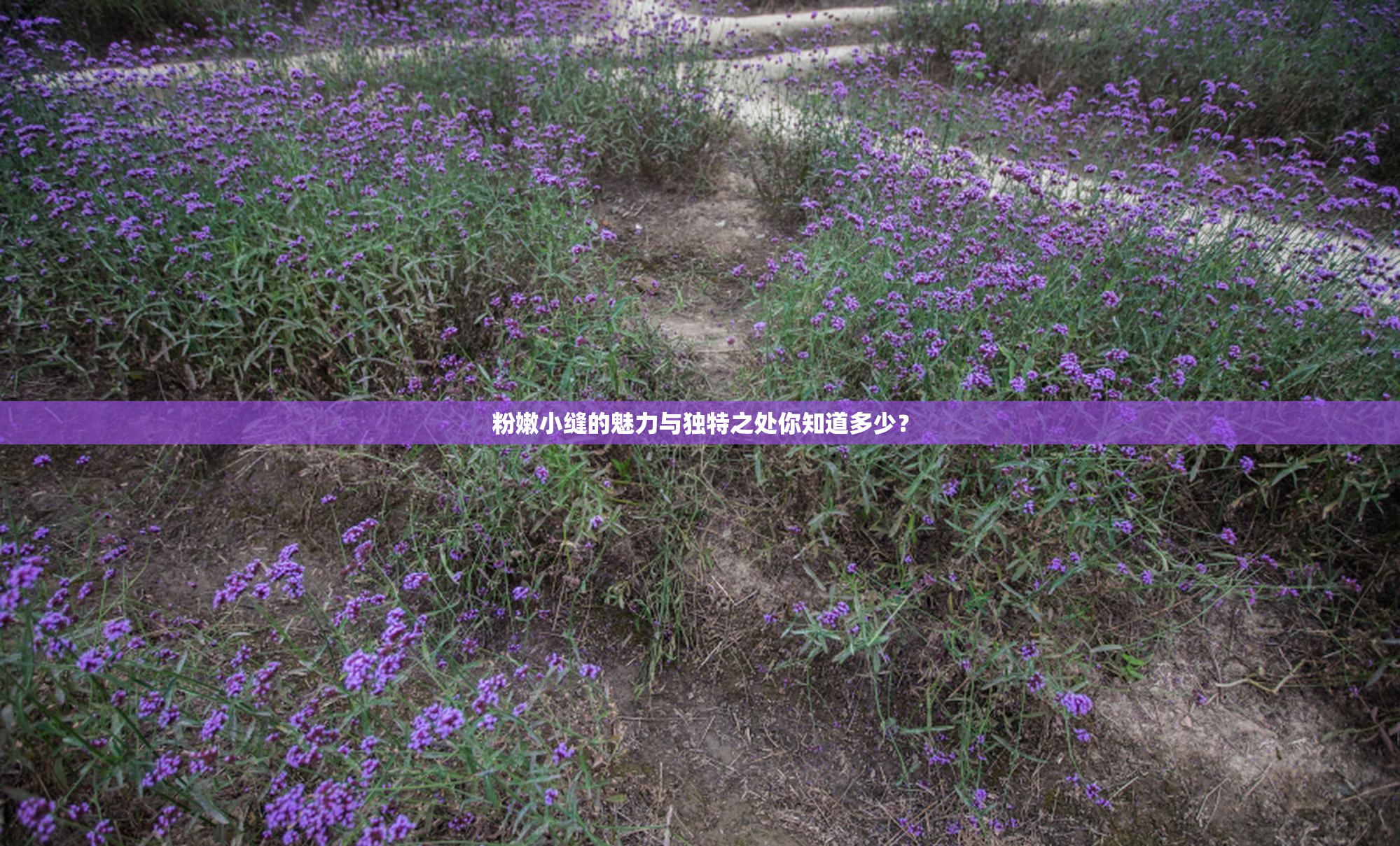 粉嫩小缝的魅力与独特之处你知道多少？
