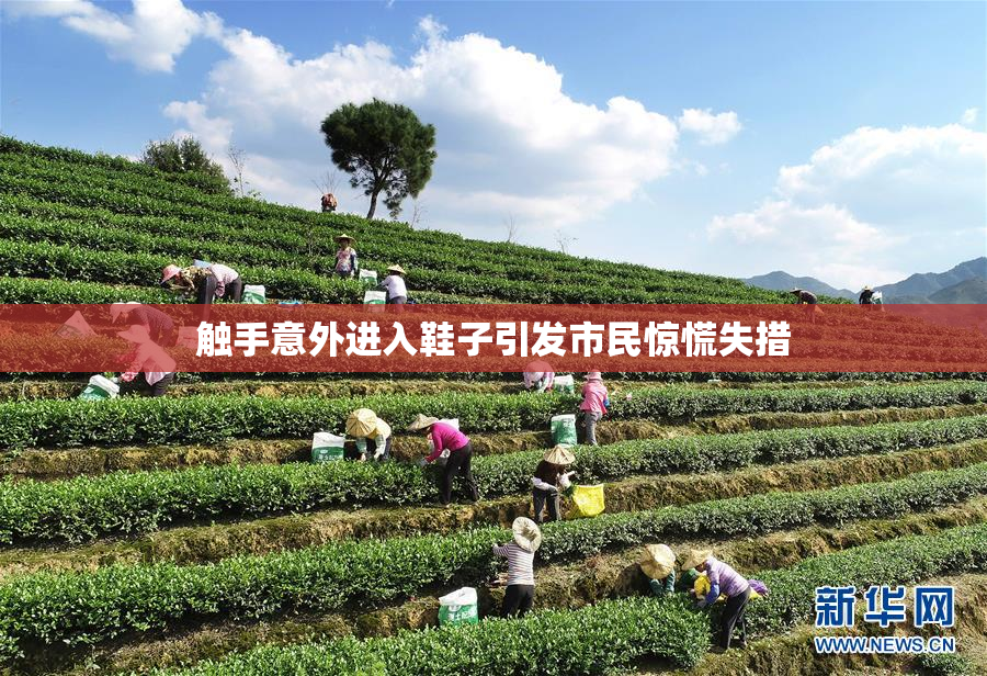 触手意外进入鞋子引发市民惊慌失措