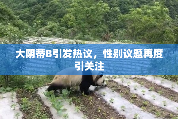 大阴蒂B引发热议，性别议题再度引关注