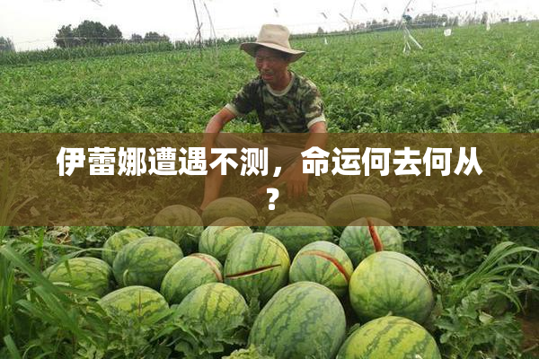 伊蕾娜遭遇不测，命运何去何从？