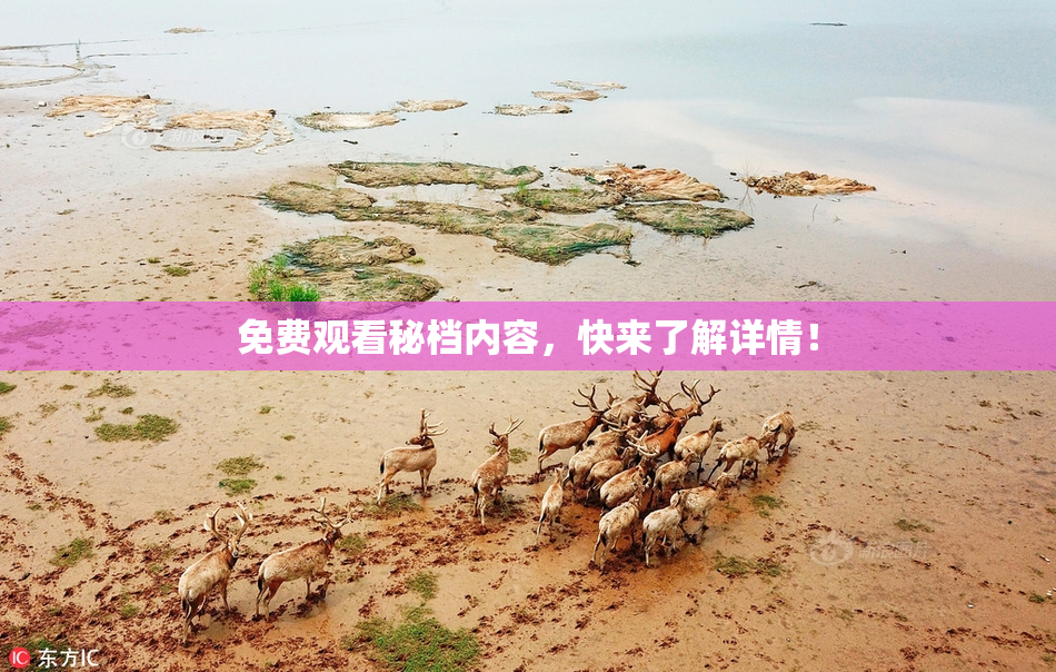 免费观看秘档内容，快来了解详情！