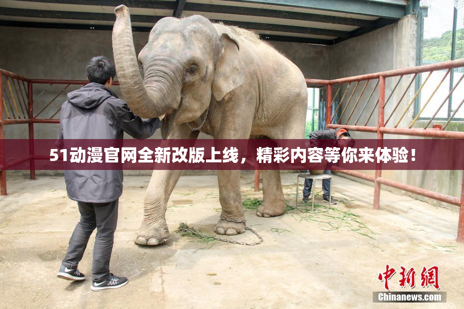 51动漫官网全新改版上线，精彩内容等你来体验！