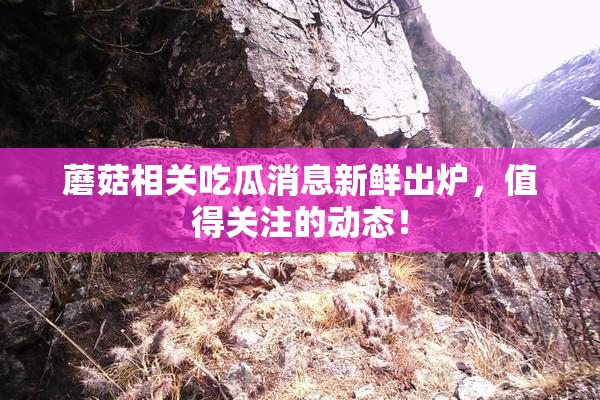 蘑菇相关吃瓜消息新鲜出炉，值得关注的动态！