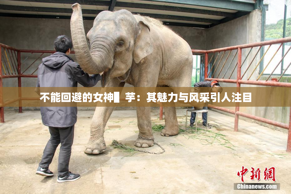 不能回避的女神▌芋：其魅力与风采引人注目