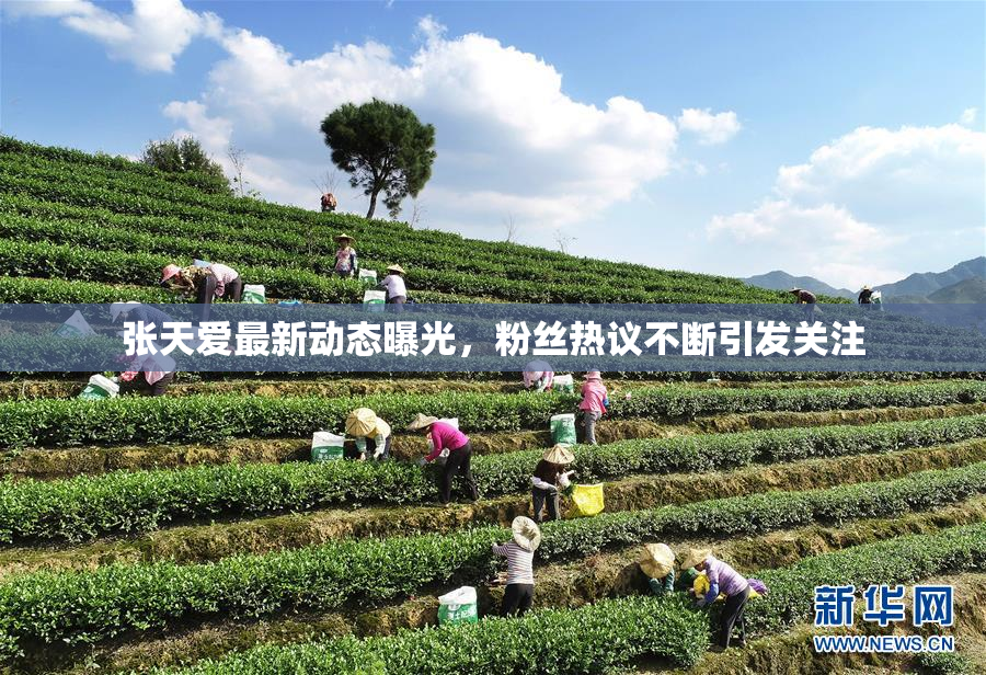 张天爱最新动态曝光，粉丝热议不断引发关注