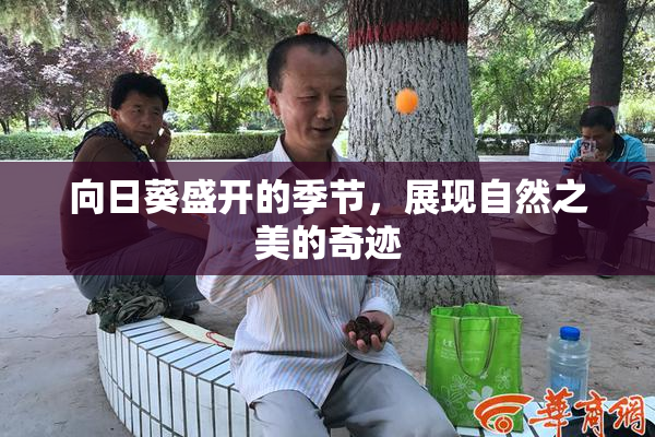 向日葵盛开的季节，展现自然之美的奇迹