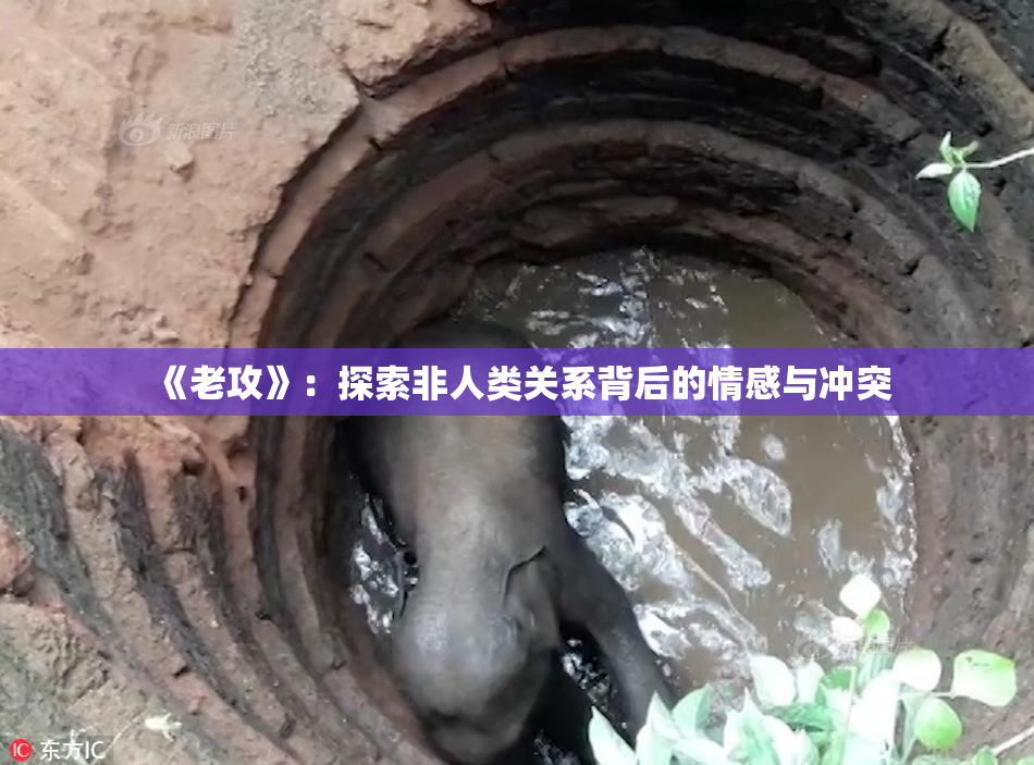 《老攻》：探索非人类关系背后的情感与冲突