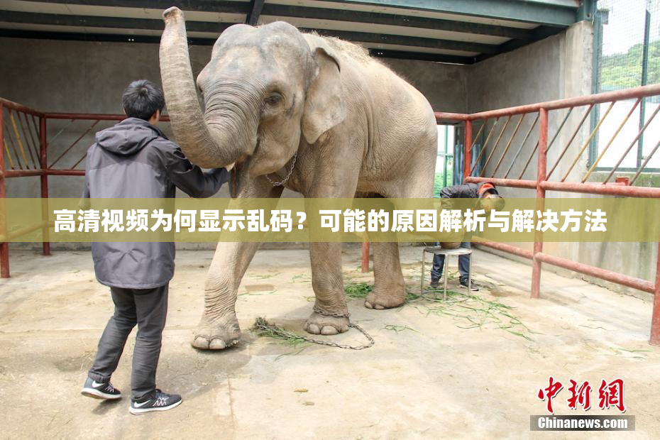 高清视频为何显示乱码？可能的原因解析与解决方法