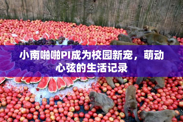 小南啪啪PI成为校园新宠，萌动心弦的生活记录