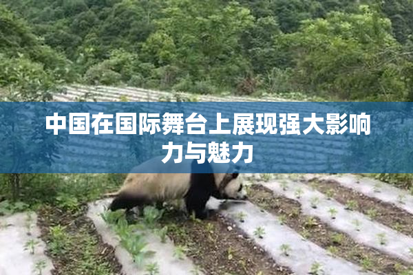 中国在国际舞台上展现强大影响力与魅力