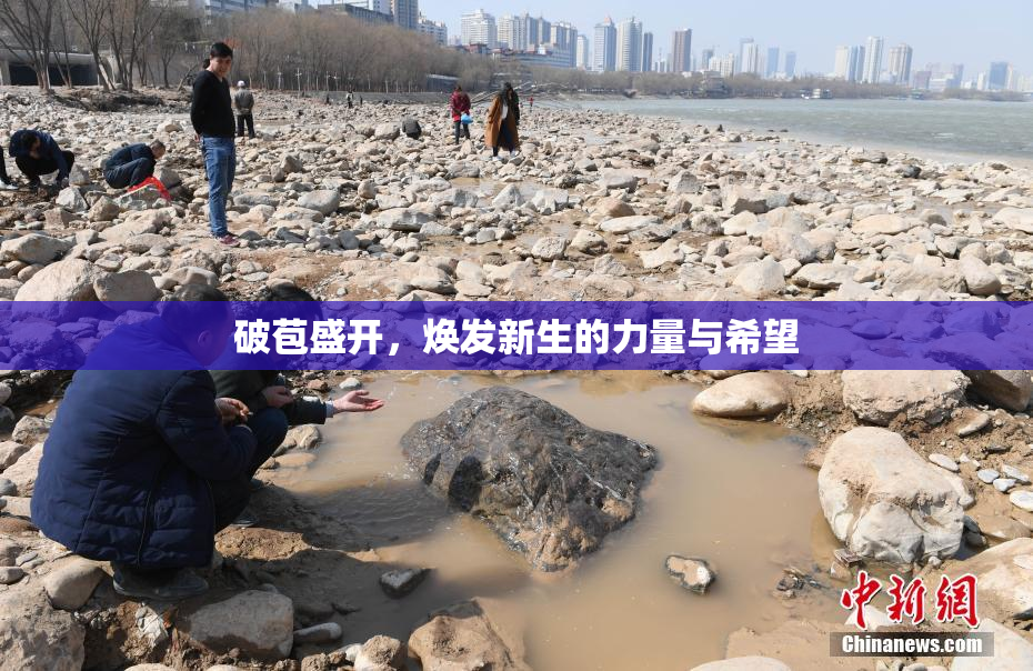 破苞盛开，焕发新生的力量与希望
