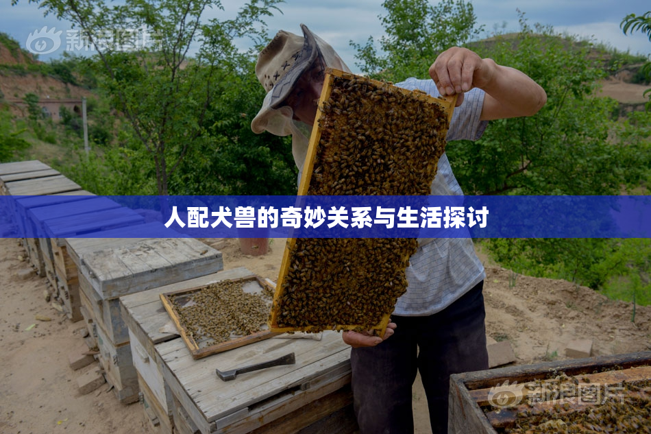 人配犬兽的奇妙关系与生活探讨