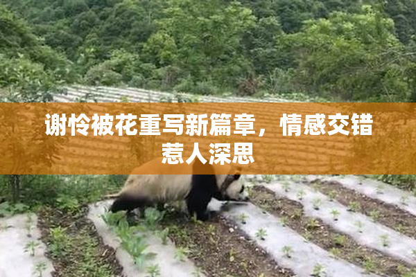 谢怜被花重写新篇章，情感交错惹人深思