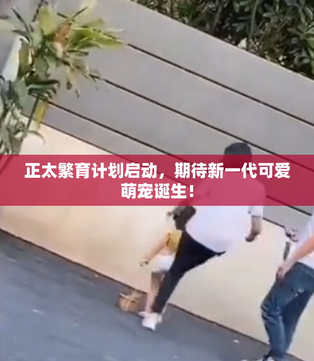正太繁育计划启动，期待新一代可爱萌宠诞生！