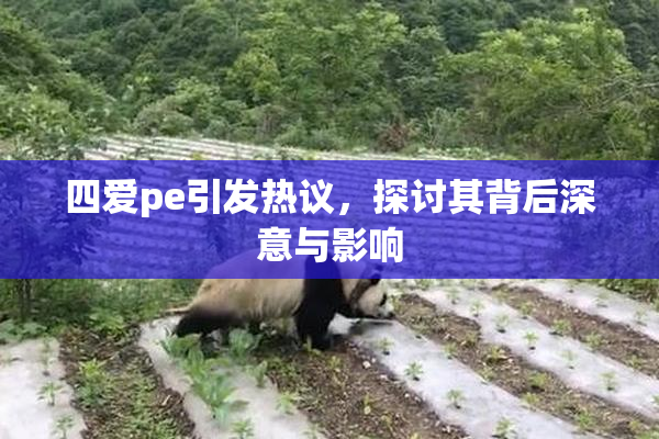 四爱pe引发热议，探讨其背后深意与影响