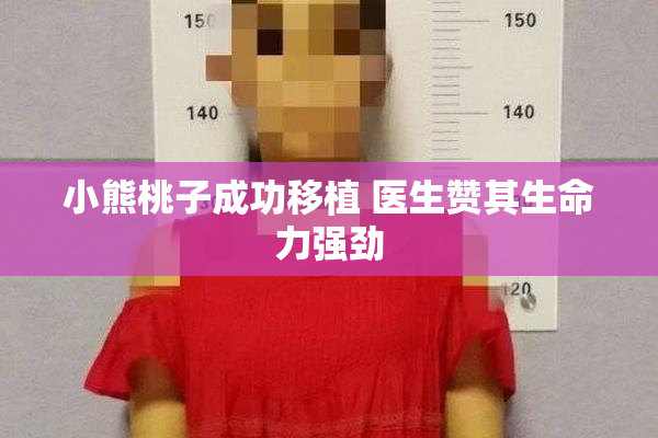小熊桃子成功移植 医生赞其生命力强劲