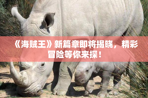《海贼王》新篇章即将揭晓，精彩冒险等你来探！