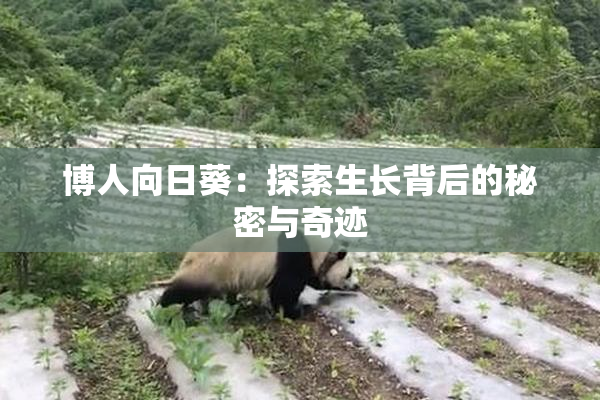 博人向日葵：探索生长背后的秘密与奇迹