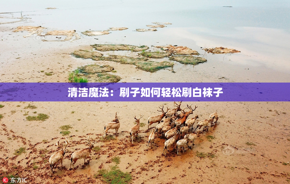 清洁魔法：刷子如何轻松刷白袜子