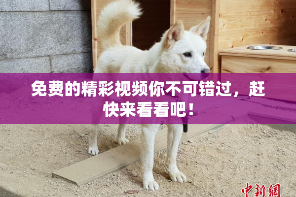 免费的精彩视频你不可错过，赶快来看看吧！