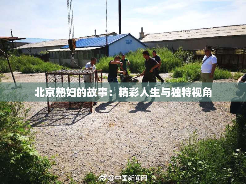 北京熟妇的故事：精彩人生与独特视角