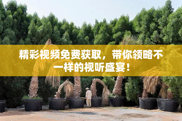 精彩视频免费获取，带你领略不一样的视听盛宴！
