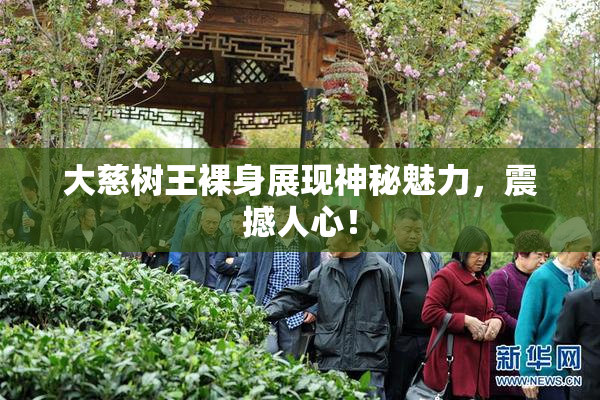 大慈树王裸身展现神秘魅力，震撼人心！
