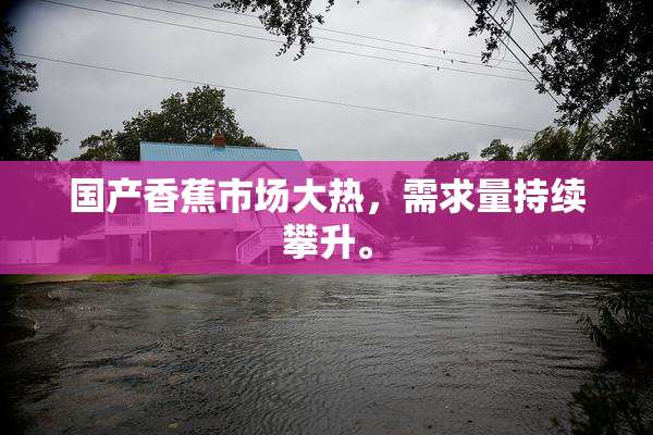 国产香蕉市场大热，需求量持续攀升。