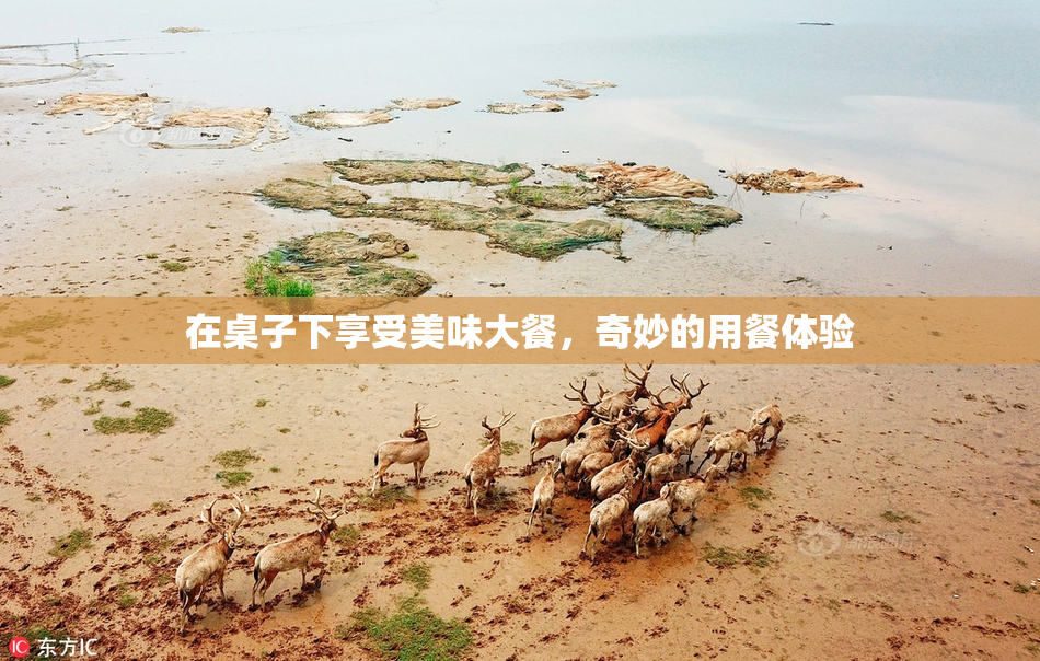 在桌子下享受美味大餐，奇妙的用餐体验