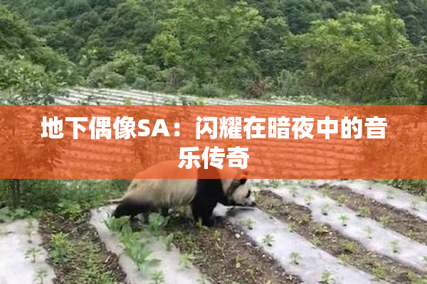 地下偶像SA：闪耀在暗夜中的音乐传奇