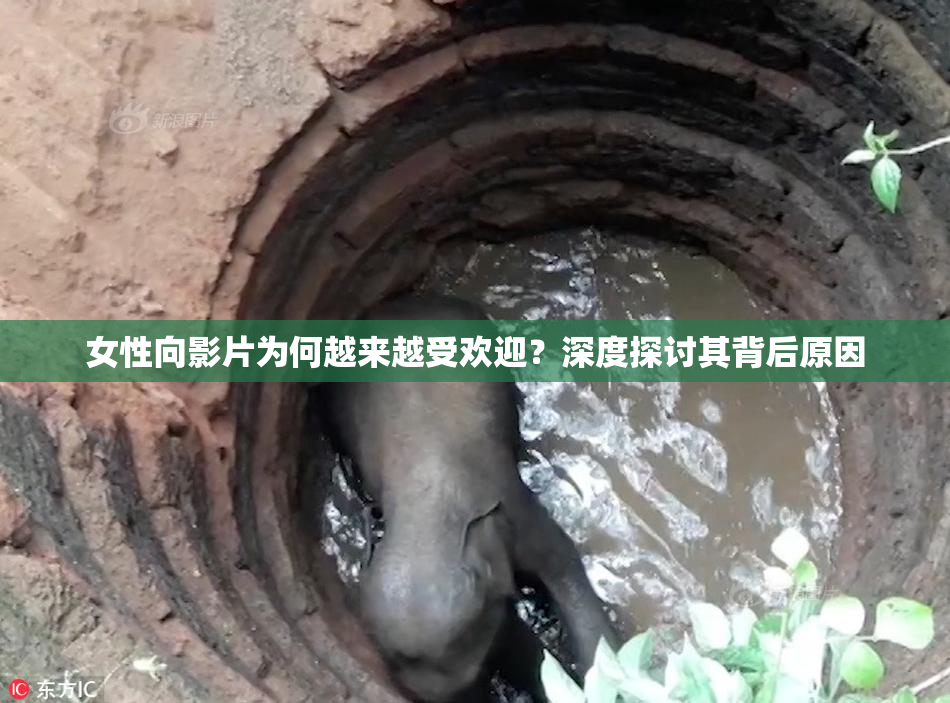 女性向影片为何越来越受欢迎？深度探讨其背后原因