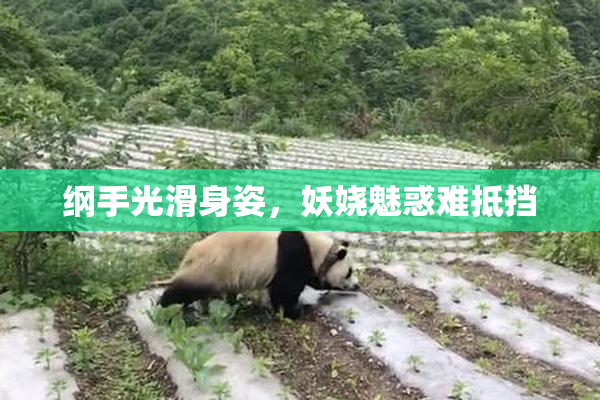纲手光滑身姿，妖娆魅惑难抵挡