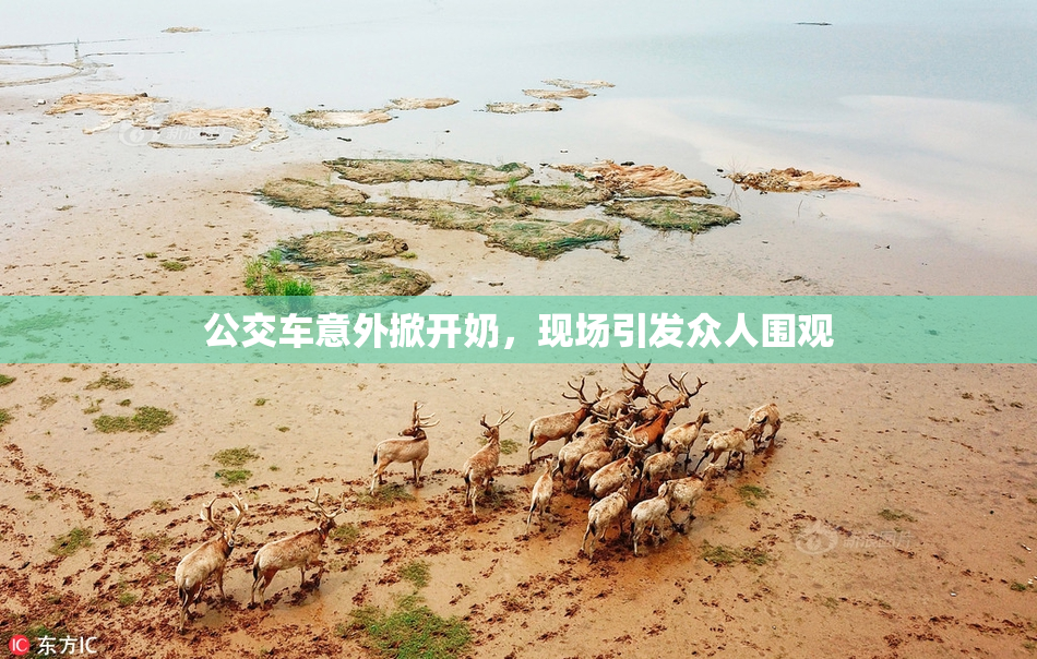 公交车意外掀开奶，现场引发众人围观