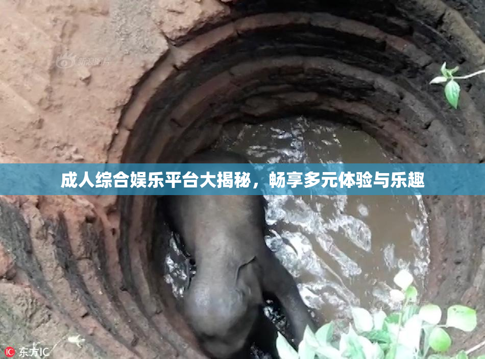 成人综合娱乐平台大揭秘，畅享多元体验与乐趣