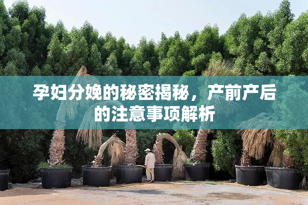 孕妇分娩的秘密揭秘，产前产后的注意事项解析