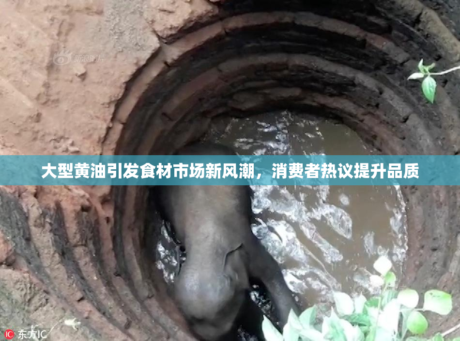 大型黄油引发食材市场新风潮，消费者热议提升品质