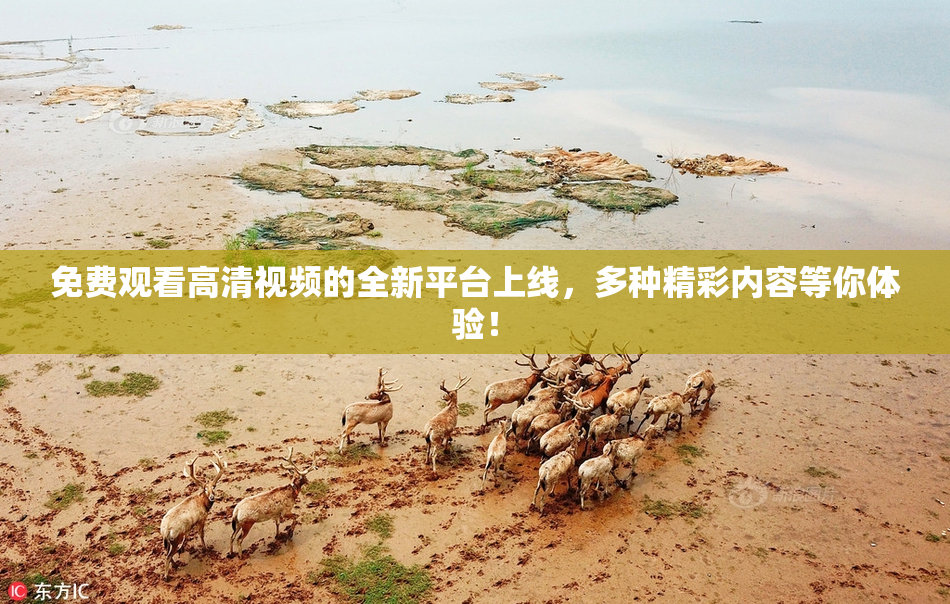 免费观看高清视频的全新平台上线，多种精彩内容等你体验！