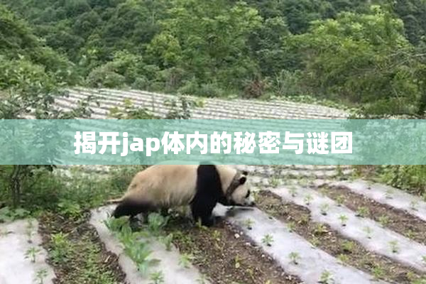 揭开jap体内的秘密与谜团