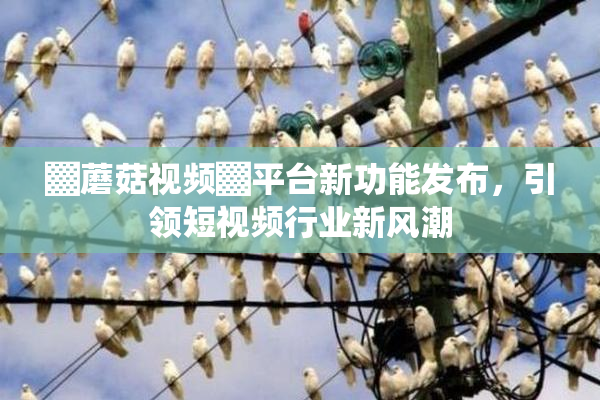 ▓蘑菇视频▓平台新功能发布，引领短视频行业新风潮