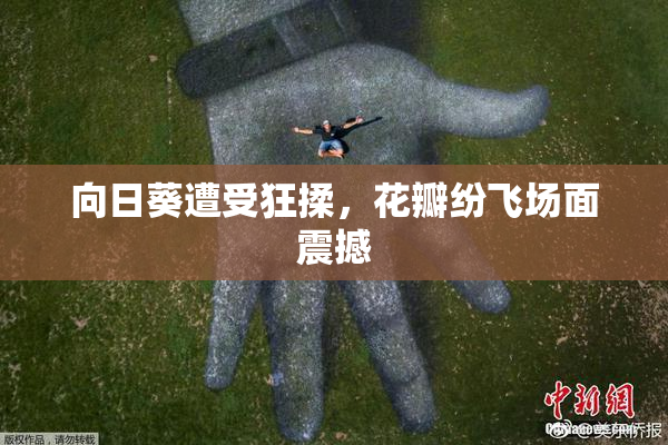 向日葵遭受狂揉，花瓣纷飞场面震撼