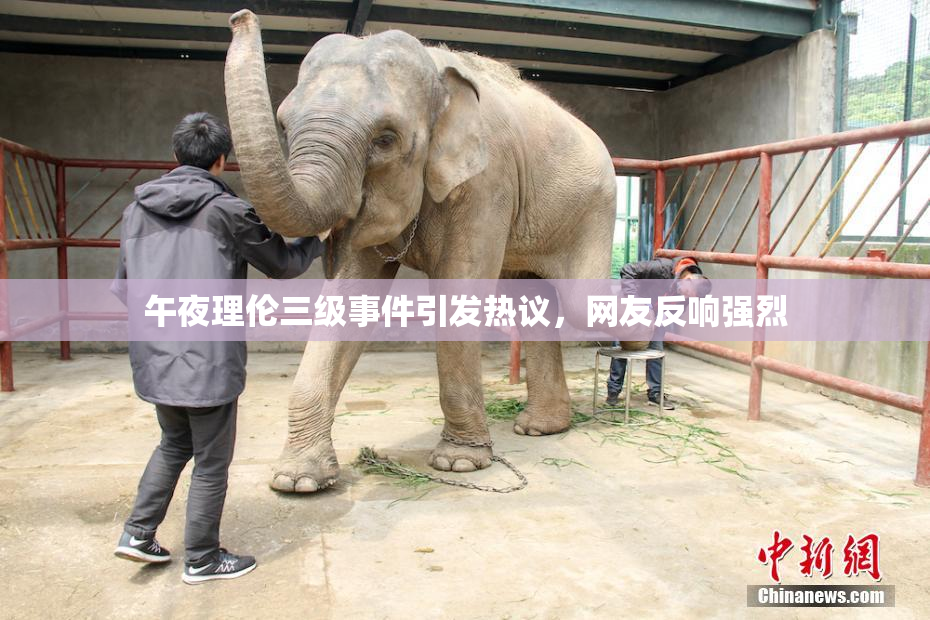 午夜理伦三级事件引发热议，网友反响强烈