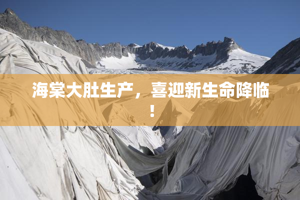 海棠大肚生产，喜迎新生命降临！