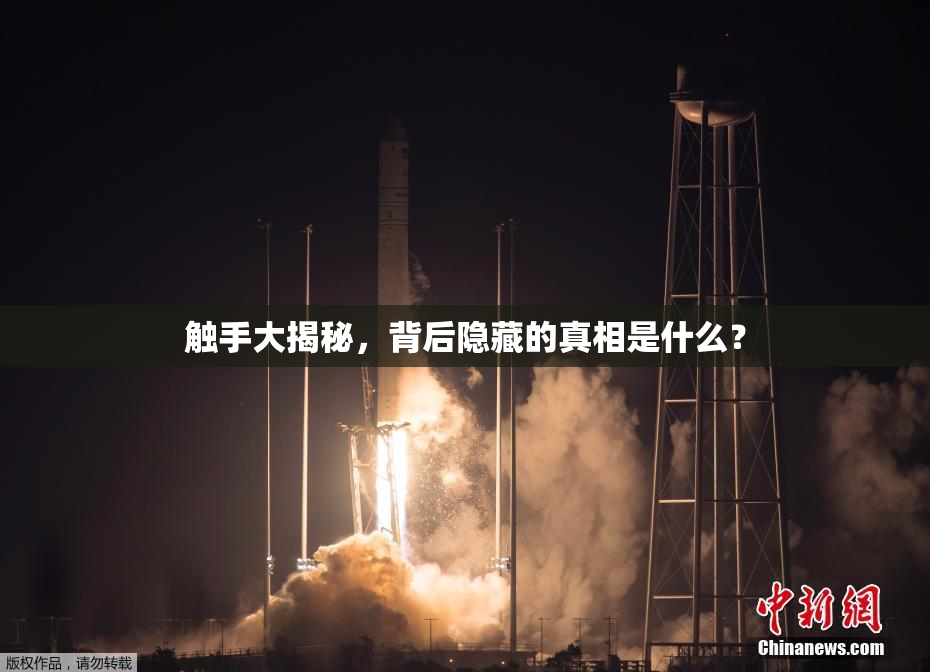 触手大揭秘，背后隐藏的真相是什么？